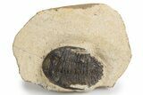 Bargain, Hollardops Trilobite - Visible Eye Facets #301768-1